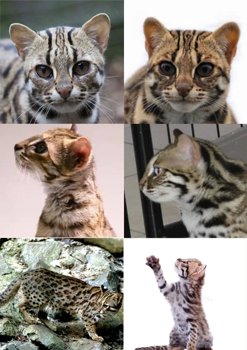 Asian Leopard Cat
